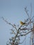 Single male yellowhammer Emberiza citrinella