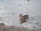 A single Mallard duck with a duckling on a lake