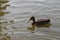 Single mallard duck swims