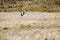 Single man in hoodie sitting alone in grass field, mysterious lonely guy