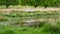 Single mandarin duck male on a log in a pond