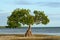 Single Mangrove on the Shoreline of the Florida Ke