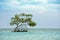 Single mangrove tree growing in the turquoise waters of the Caribbean sea off Roatan