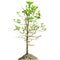 Single Mangrove tree isolated white