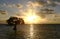 Single Mangrove Tree at Sunset