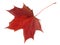 Single maple leaf