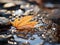 a single maple leaf rests on the ground in a puddle of water