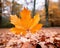 a single maple leaf sits on the ground in the middle of a forest