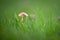 Single marasmius oreades mushroom in soft light