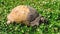 Single Marginated tortoise in a grassy city park