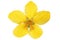 Single Marsh Marigold Yellow wildflowers isolated .