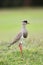 Single Masked Lapwing or Spur-wing Plover Bird on Golf Course