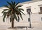 Single mature palm tree on a square near the harbour in Trani, Puglia, Italy