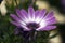 Single mauve and white african daisy flower