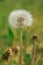 Single meadow flower dandelion in summer