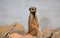 Single Meerkat