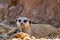 A Single Meerkat or Suricate Taking a Rest in the Shade.