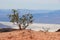 Single Mexican pinyon tree in a desert near the sea surrounded by high mountains