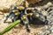 Single Mexican Redknee Tarantula spider natively inhabiting Mexico in an zoological garden terrarium