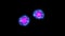 Single Microscopic Cell division of Coronavirus