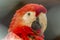 Single military macaw head detailed