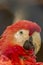 Single military macaw head detailed