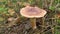 Single milkcaps mushroom with grass and shrubs around FS700 4K
