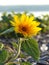 Single mini yellow sunflower growing on lakeshore beach
