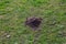 Single mole pile on the green grass in spring time rural landscape theme