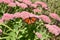 Single monarch butterfly on a flower.