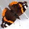 Single monarch butterfly on white background.