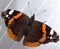 Single monarch butterfly on white background.