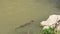 A single monitor lizard swimming across the edge of a river