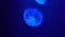 Single moon jellyfish pulsing in underwater depth at blue background