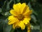 A single mountain arnica flower, close-up. Arnica is also known by the names mountain tobacco, leopard`s bane and wolfsbane