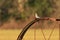 Single Mountain Bluebird on a rusty metal irrigation equipment pipe wheel
