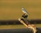 Single Mountain Bluebird (Sialia currucoides
