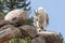 Single Mountain Goat Standing on Rocks Horizontal