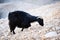 Single mountain goat standing on the top of Tahtali Mountain, Turkey