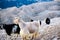 Single mountain goat standing on the top of Tahtali Mountain, Turkey