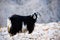 Single mountain goat standing on the top of Tahtali Mountain, Turkey