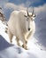 A single mountain goat surrounded by snow trekking through the wilderness of a still serene winter. Zodiac Astrology