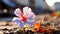 A single Multi colored flower blossom on the road closeup view