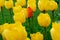 Single multi colored tulip flower inside a field of yellow tulips