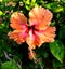 A single multi coloured hibiscus on natural background