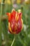 Single multicolored tulip