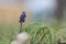 Single Muscari on a blurry dreamy background.