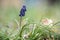 Single Muscari isolated on a blurry dreamy background.