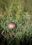 Single mushroom in the grass