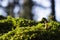 Single mushroom on mossy stone